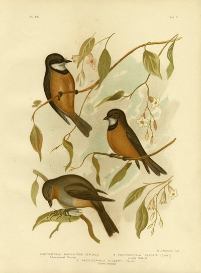 Rufous Whistler, 1891 by Gracius Broinowski